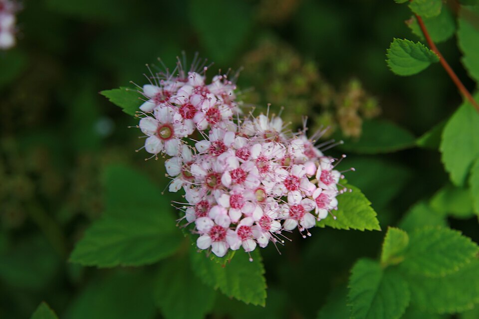 Spiraea japonica 'Little Princess'