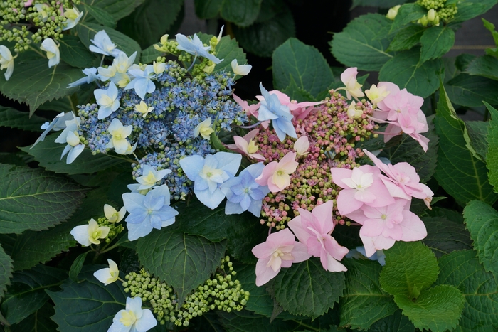 Hydrangea Invincible Tuff Stuff Top Fun 1 Gal PW
