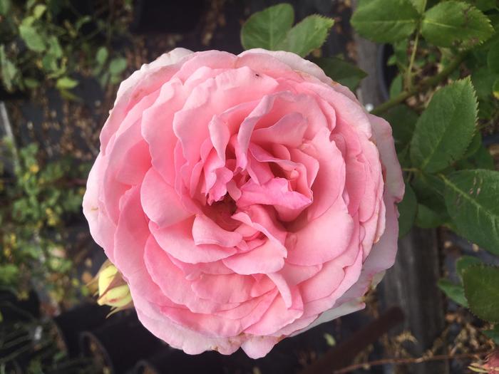 Rose Moonlight in Paris 3 Gal