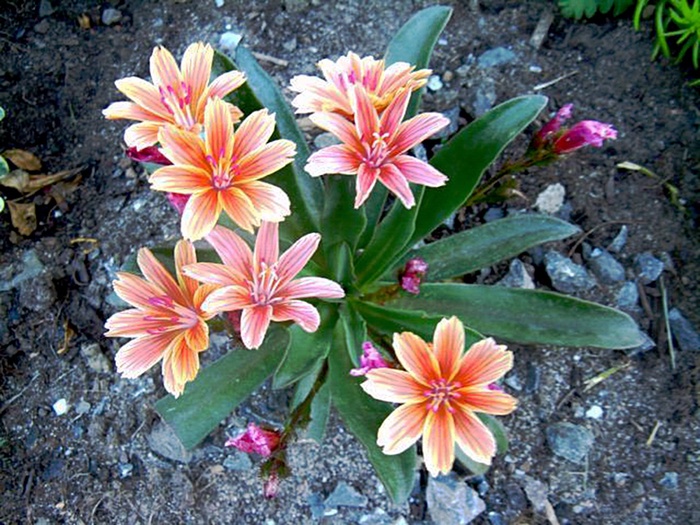 Lewisia 6"