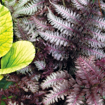 Fern Japanese Painted Quart