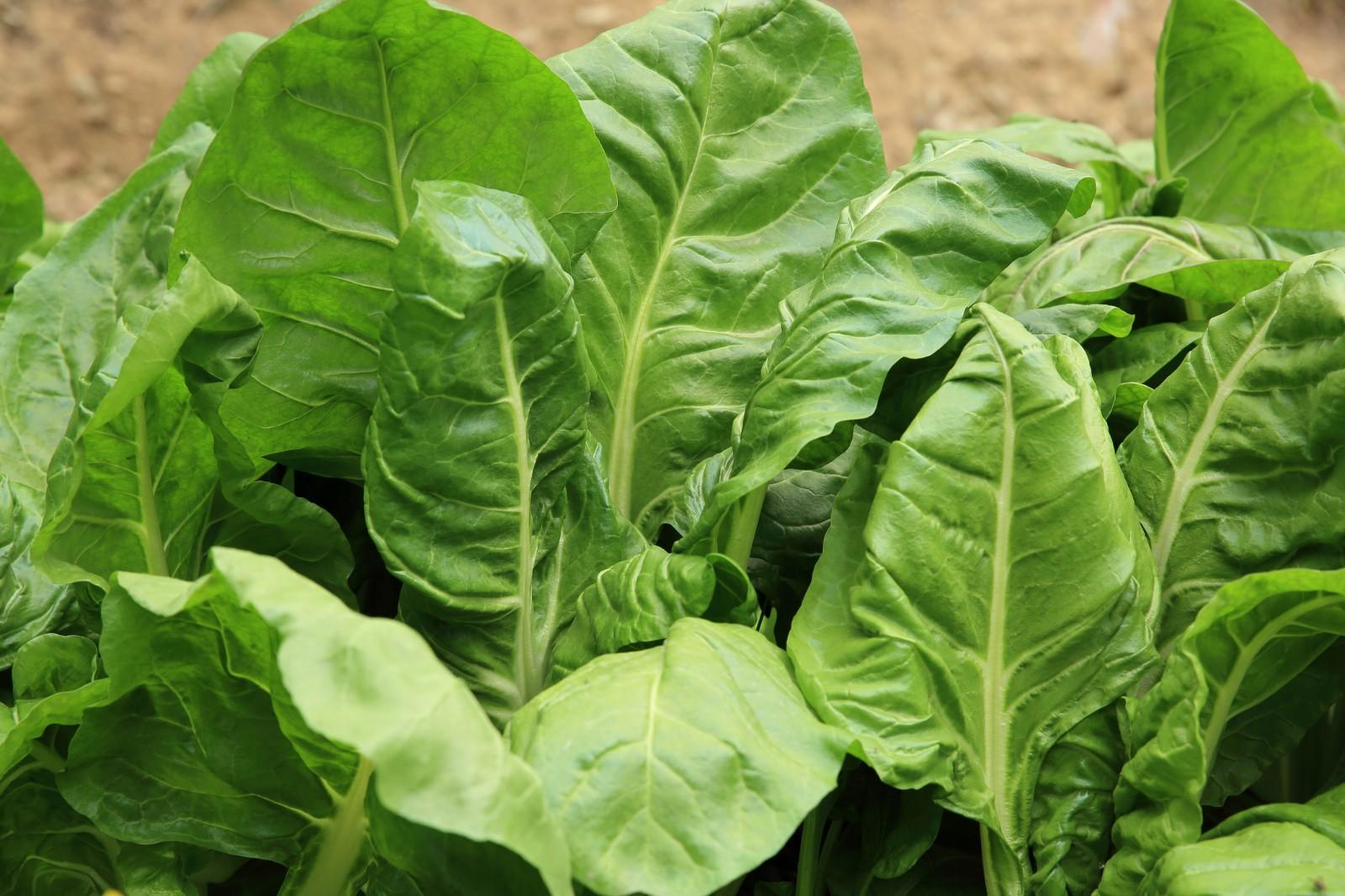 Perpetual Spinach Plug Plants x2 - Easy Grow Cut & Come Again | Harvest All Year