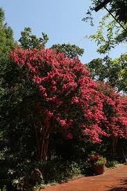 Thunderstruck Coral Boom Crapemyrtle (Lagerstroemia), 7 gallon