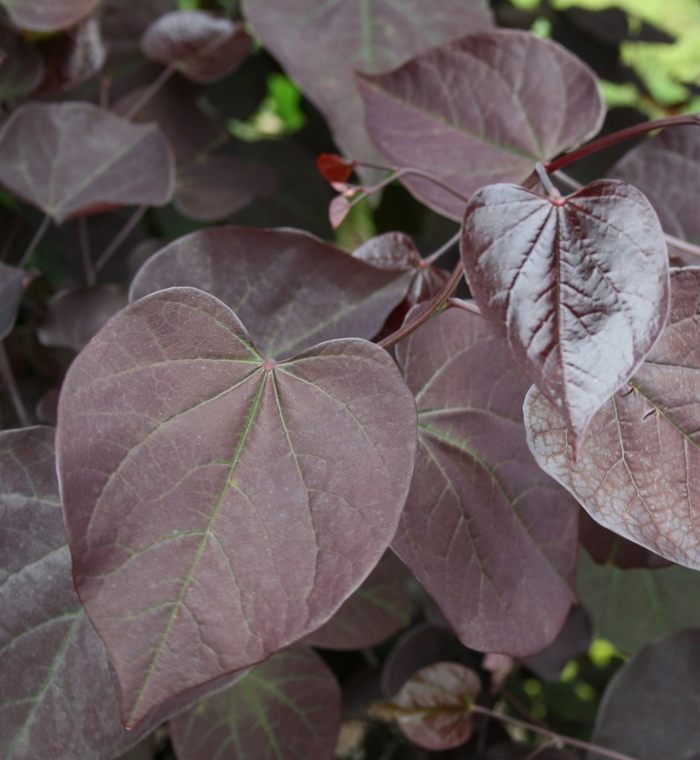 Redbud Carolina Sweetheart 15 Gal 5-6'