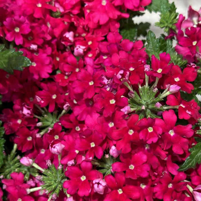 Verbena Beats Lavender Star Quart