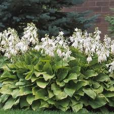Royal Standard Hosta, Bare Root