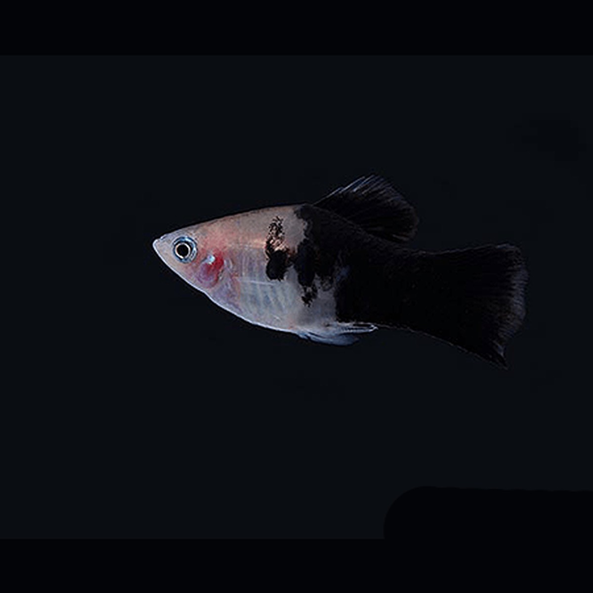 Panda Platy