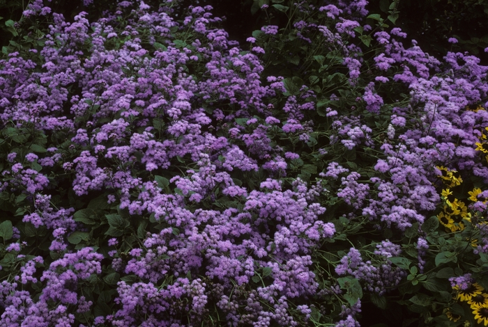 Ageratum Monarch Madness 8"