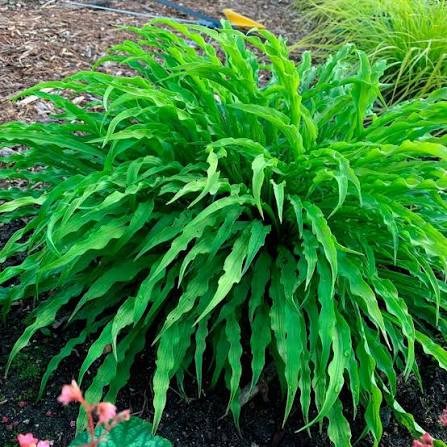 Party Streamers Hosta, 1 gallon